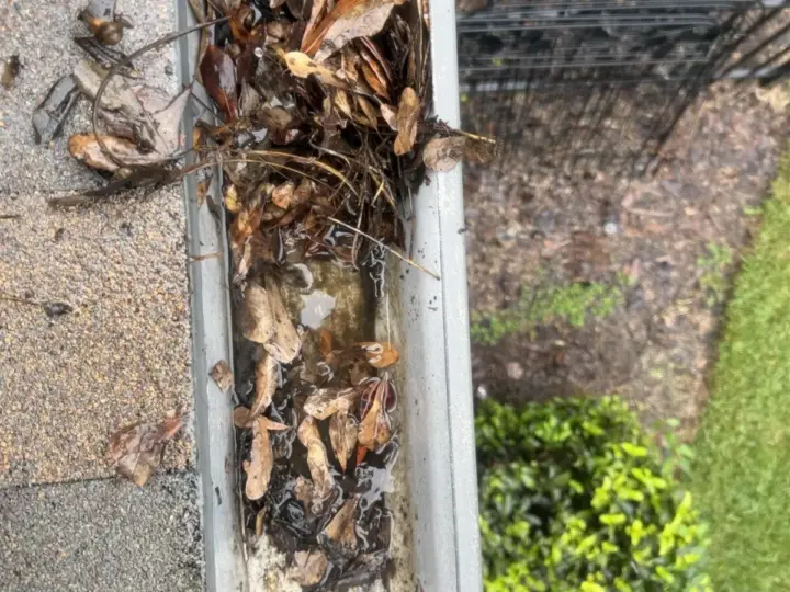 A gutter packed with oak leaves above the downspout, before cleaning (Land O' Lakes)