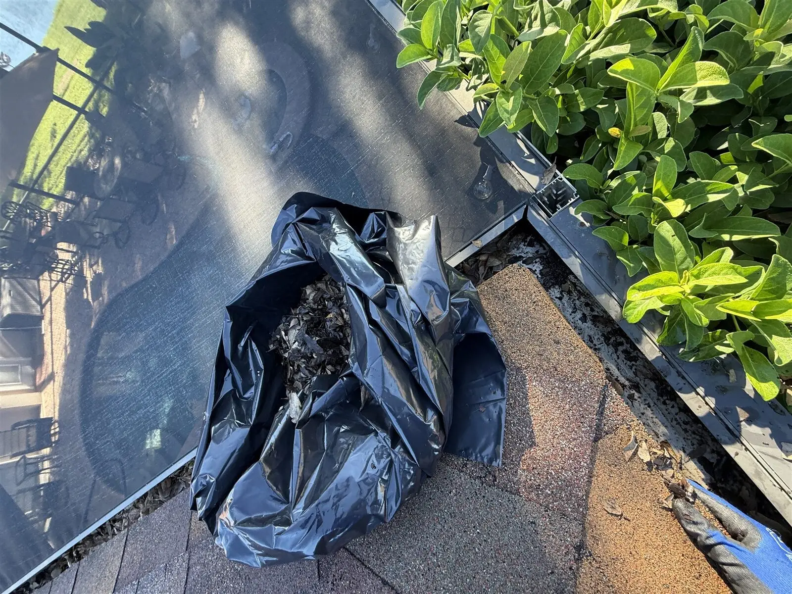 Leaves bagged on the roof as they come out, so they stay off the screen (Safety Harbor)