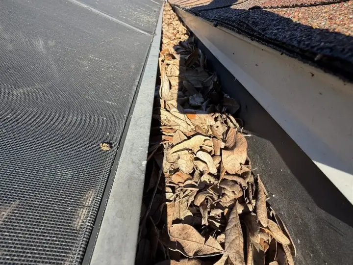 A gutter packed with oak leaves along the top of a pool cage, before cleaning (Safety Harbor)
