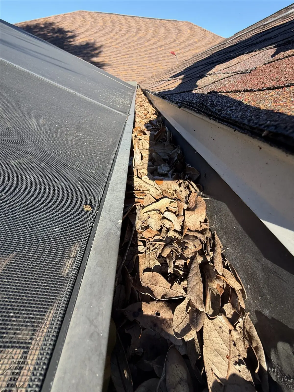 A gutter packed with oak leaves along the top of a pool cage, before cleaning (Safety Harbor)