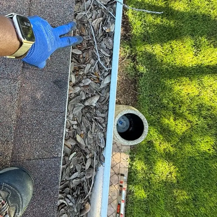 Gutter with a thin layer of pine needles in Clearwater, FL: lightly dirty