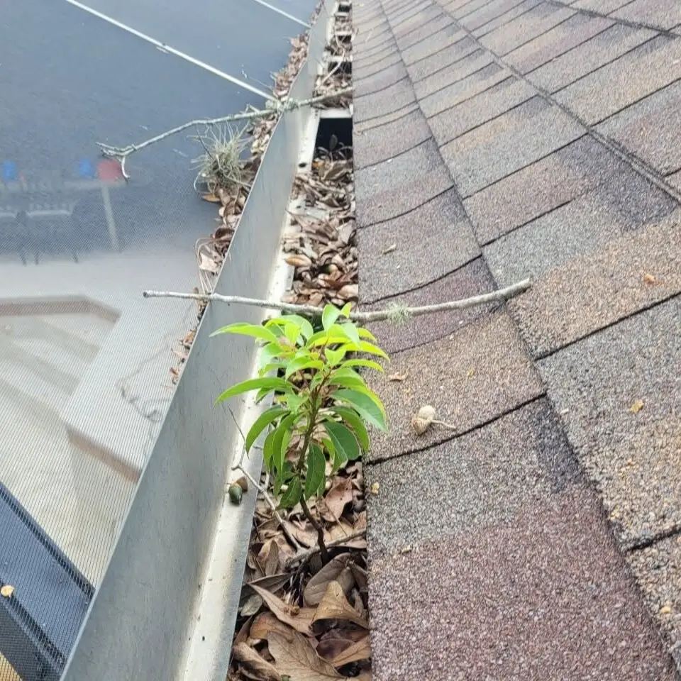 Gutter packed with leaves with a plant growing out of it: extremely dirty