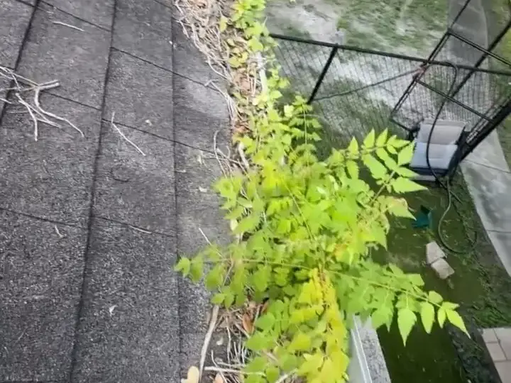 Fern growing out of a gutter above a pool cage in Lutz