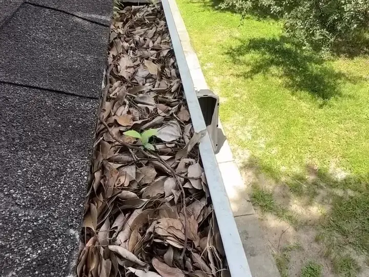 Gutter packed with oak leaves under live oaks and Spanish moss in Lutz, before cleaning