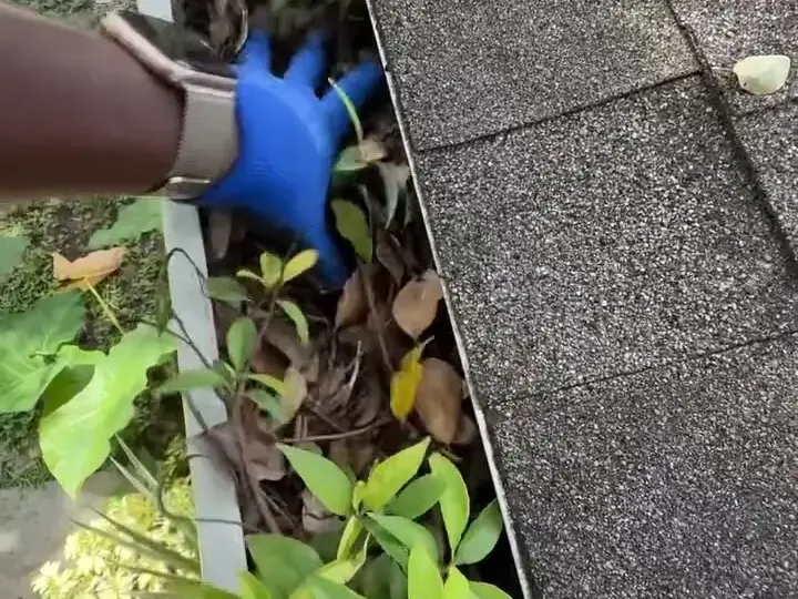 Pulling plants out of a clogged gutter by hand in Lutz