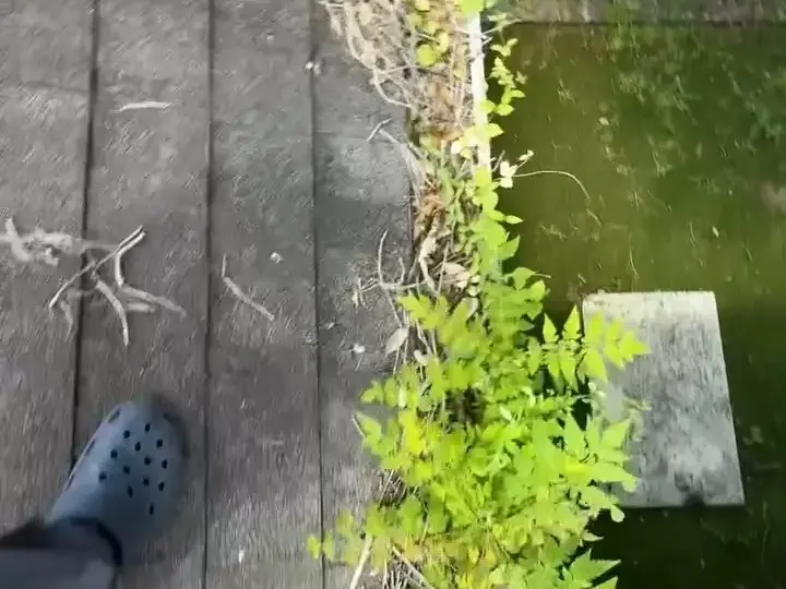 Weeds growing along a gutter over a pool screen in Lutz