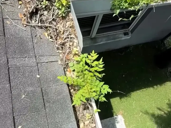 Leaves and plants piled on the roof edge above a gutter in Lutz