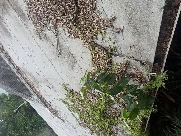 Leaves and plants growing on the roof edge above a gutter in St. Petersburg