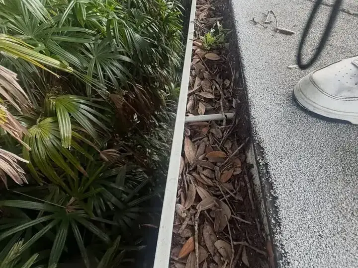 Leaf-filled gutter beside palms on a St. Petersburg home, before cleaning