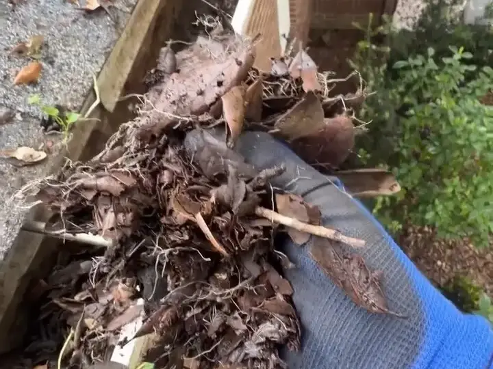 Pulling packed leaves and roots out of a gutter by hand in Wesley Chapel