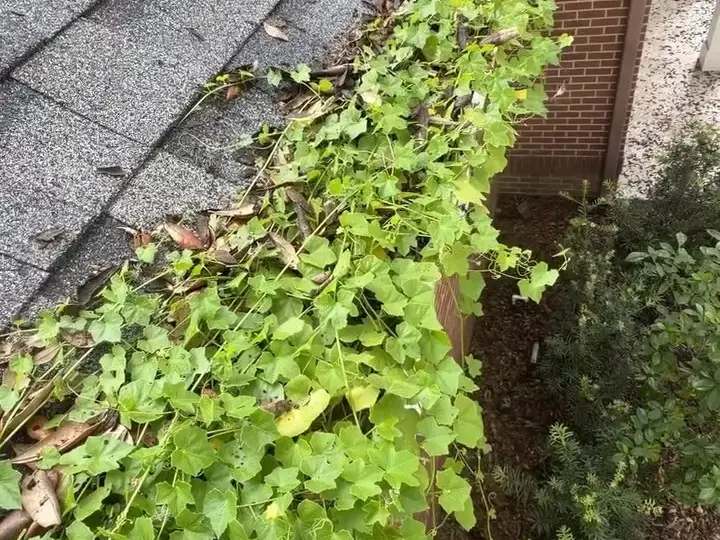 Vines growing along a second-story gutter in Wesley Chapel, before cleaning
